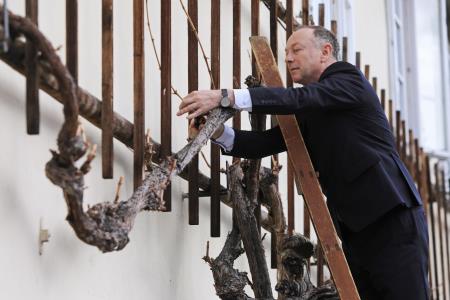 Vinogradniki iz Debelega hriba prejemniki cepiča najstarejše trte na svetu 2